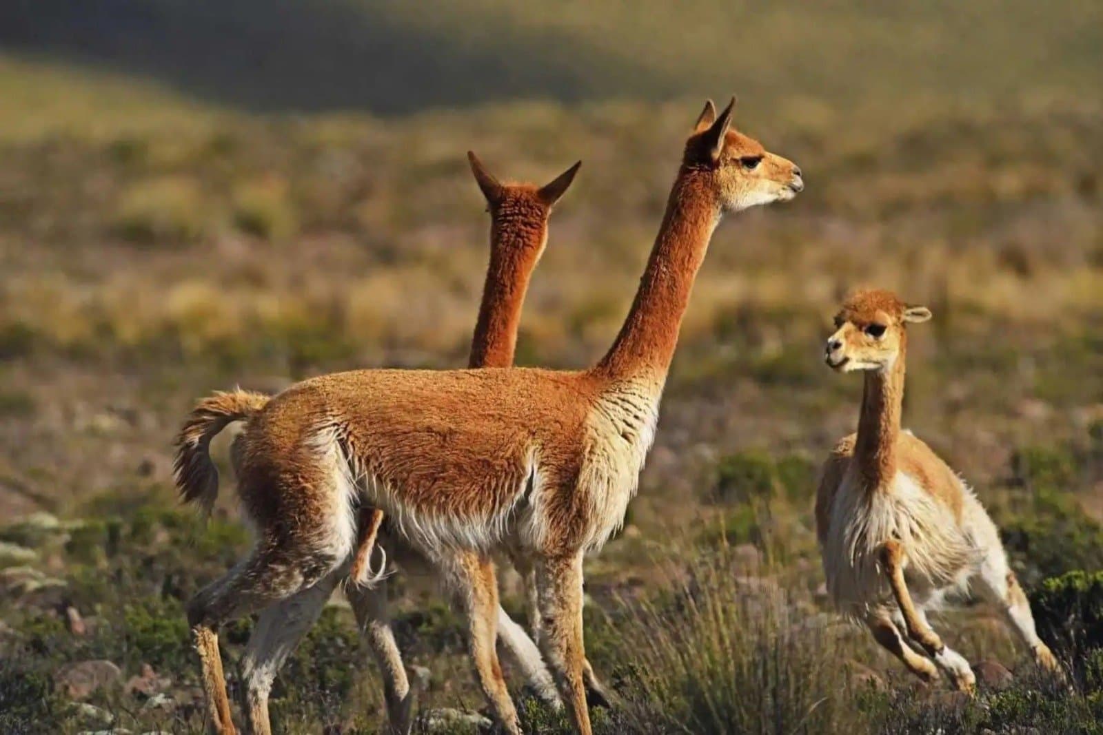 Salta impulsa una ley para conservar la vicuña y regular su aprovechamiento sustentable