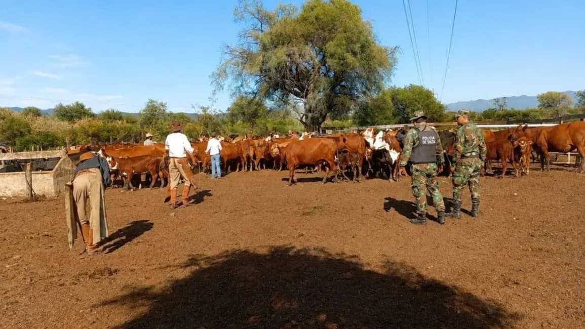 Abigeato y faena ilegal: la Policía desarmó dos bandas en Rosario de la Frontera y La Candelaria