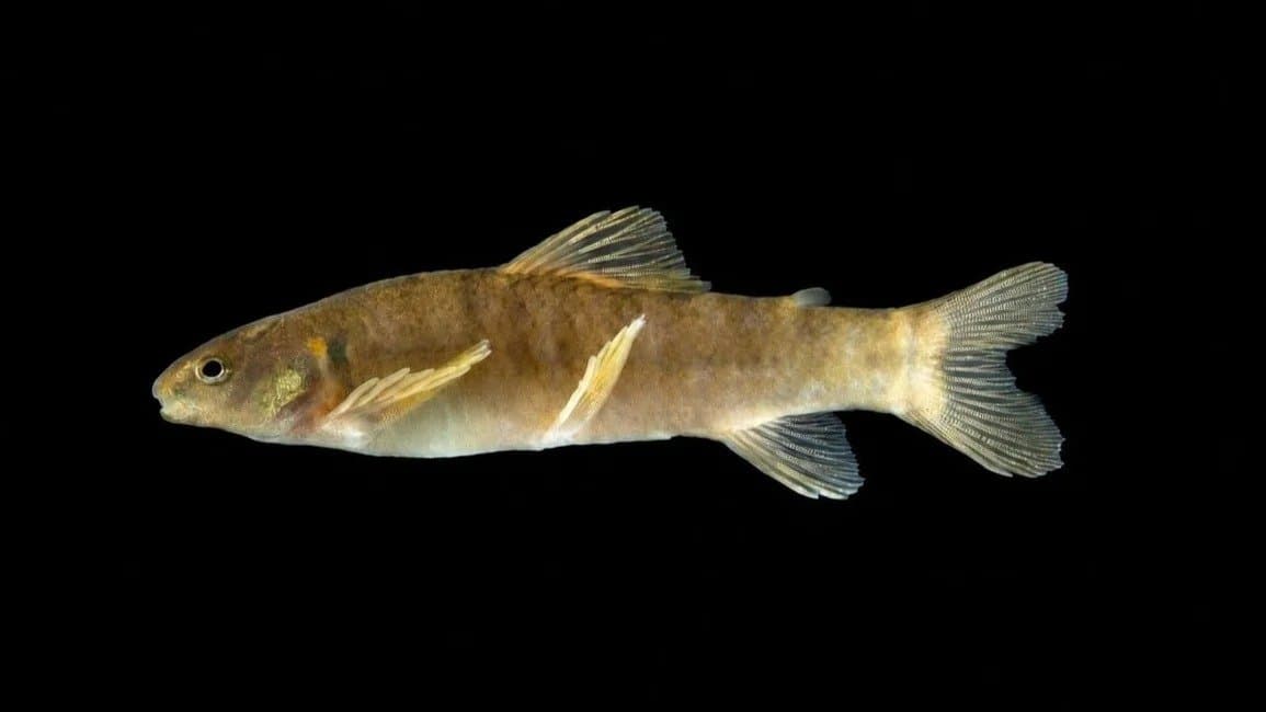 Bermejo y Juramento: descubren una nueva especie que revela la biodiversidad salteña