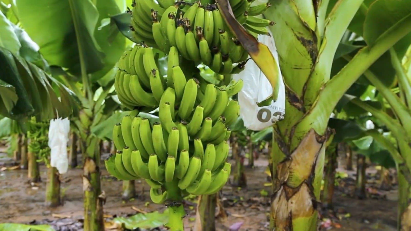 Política agropecuaria: productores salteños cuestionan una decisión nacional por «inconsulta» y advierten impacto en los costos del NOA