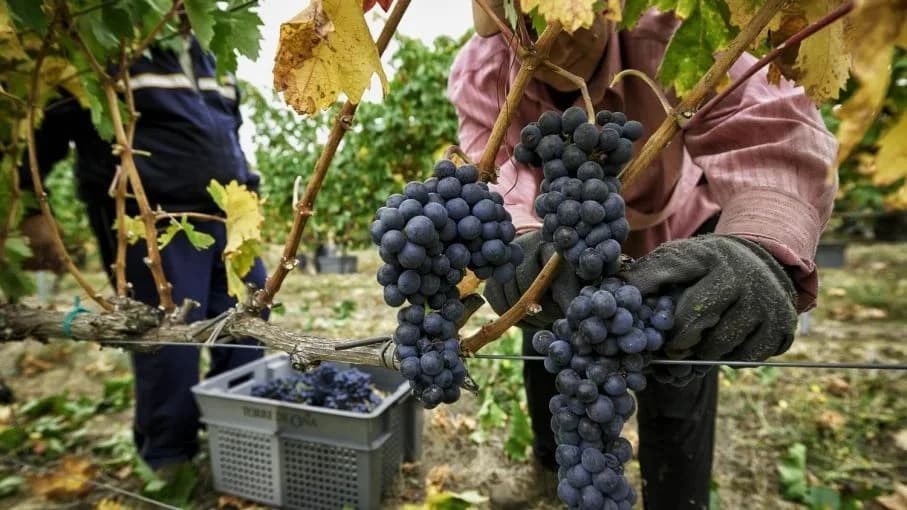 Salta acumula más vino mientras el consumo sigue en mínimos históricos
