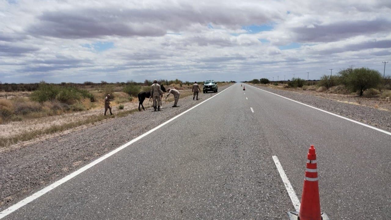 Animales sueltos en rutas: secuestraron 22 caballos en distintos puntos de Salta