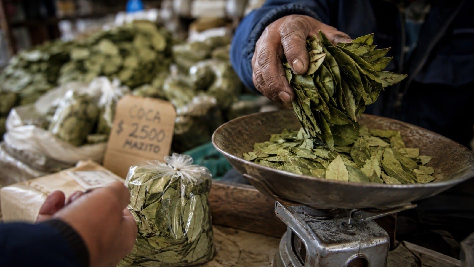 La hoja de coca se encarece en Salta y crece el malestar por un precio sin regulación clara